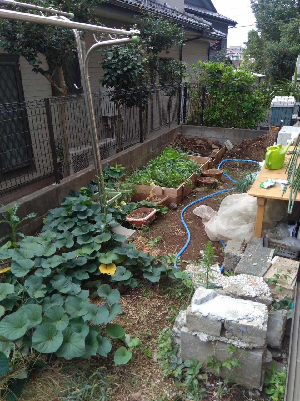 所沢市のペット共生型グループホーム、PAファームの日々【菜園にレモンがやってきた！】